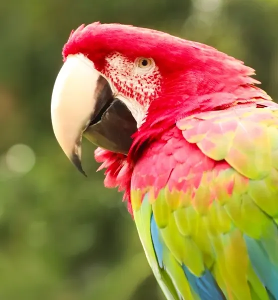 Vibrant scarlet macaw, part of the rich biodiversity around Lucero in Boquete, Panama
